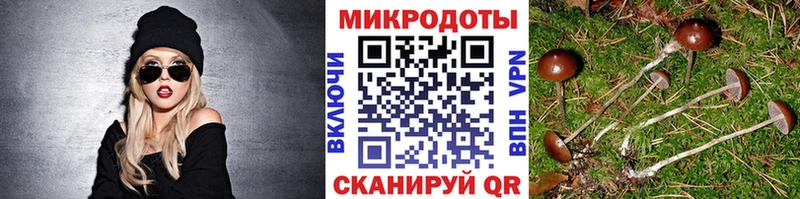 как найти наркотики Инта Галлюциногенные грибы Psilocybine cubensis